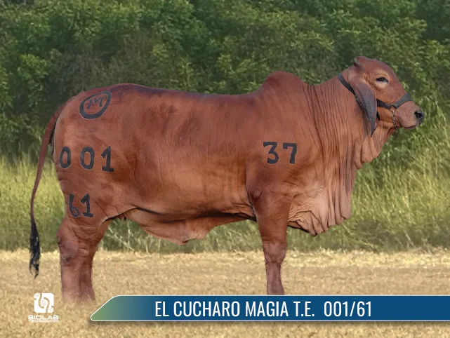 EMBRIÓN CONGELADO EL CUCHARO MAGIA T.E. 001/61